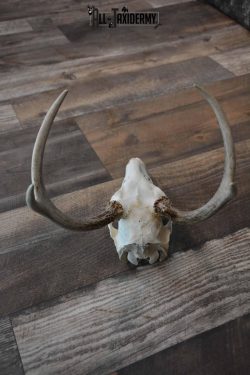 Whitetail Deer European skull 6 Pointer SKU 1312 - Image 4