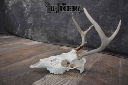 Whitetail Deer European skull 6 Pointer SKU 1312 - Image 5