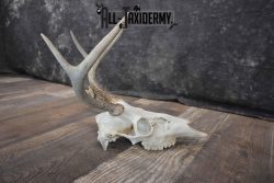 Whitetail Deer European skull 6 Pointer SKU 1312 - Image 6