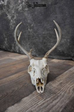 Whitetail Deer European skull 6 Pointer SKU 1312 - Image 7
