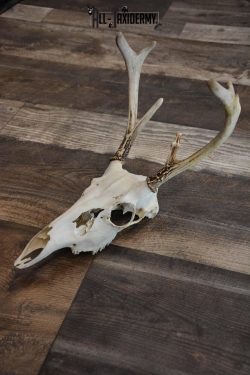 Whitetail European Skull 8 Pointer for Sale SKU 1311 - Image 2