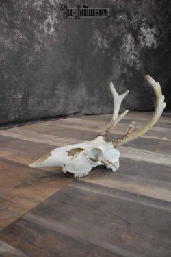 Whitetail European Skull 8 Pointer for Sale SKU 1311 - Image 3