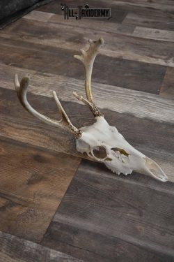 Whitetail European Skull 8 Pointer for Sale SKU 1311 - Image 4