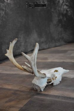 Whitetail European Skull 8 Pointer for Sale SKU 1311 - Image 6