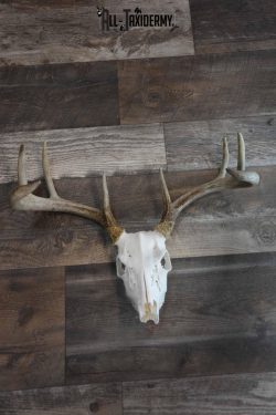 8 Point Whitetail Deer Skull for Sale SKU 1277