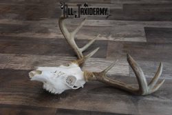 8 Point Whitetail Deer Skull for Sale SKU 1277 - Image 2