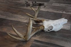 8 Point Whitetail Deer Skull for Sale SKU 1277 - Image 3
