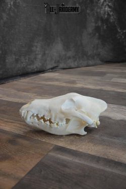 Canadian Wolf Skull for Sale SKU 1289