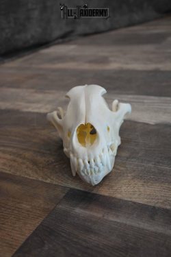 Canadian Wolf Skull for Sale SKU 1289 - Image 2