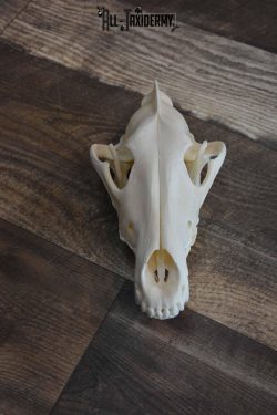 Canadian Wolf Skull for Sale SKU 1289 - Image 3
