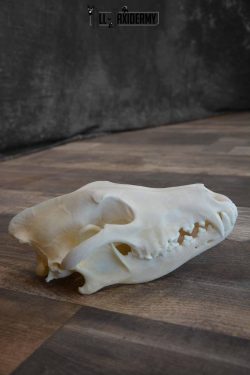 Canadian Wolf Skull for Sale SKU 1289 - Image 4