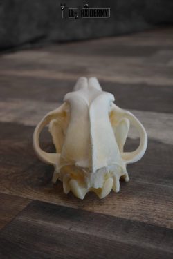 Canadian Wolf Skull for Sale SKU 1289 - Image 5