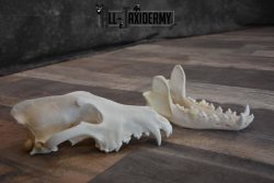 Canadian Wolf Skull for Sale SKU 1289 - Image 6