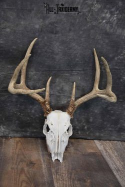 8 Point Whitetail Deer Skull SKU 1278