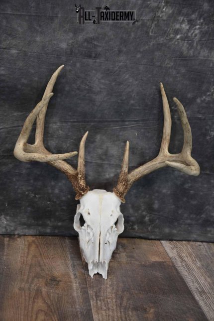 8 Point Whitetail Deer Skull SKU 1278