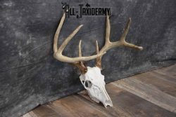 8 Point Whitetail Deer Skull SKU 1278 - Image 2