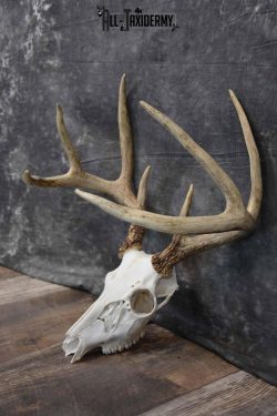 8 Point Whitetail Deer Skull SKU 1278 - Image 4