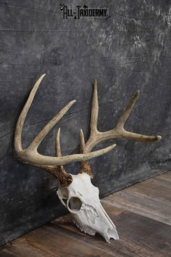8 Point Whitetail Deer Skull SKU 1278 - Image 5