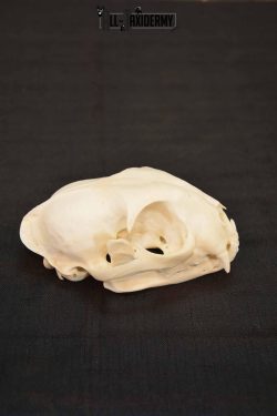 Bobcat Lynx skull set for sale SKU 1368 - Image 2
