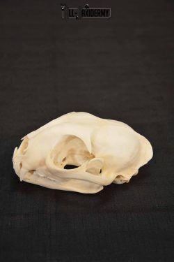 Bobcat Lynx skull set for sale SKU 1368 - Image 3