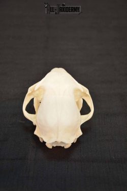 Bobcat Lynx skull set for sale SKU 1368 - Image 4