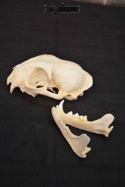 Bobcat Lynx skull set for sale SKU 1368 - Image 5