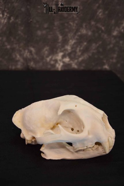 Cougar Mountain Lion skull set for sale SKU 1366