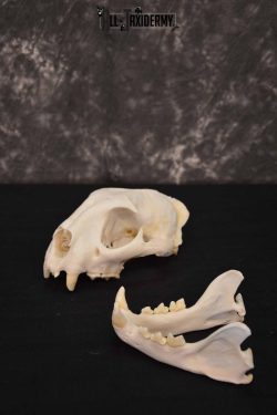 Cougar Mountain Lion skull set for sale SKU 1366 - Image 4