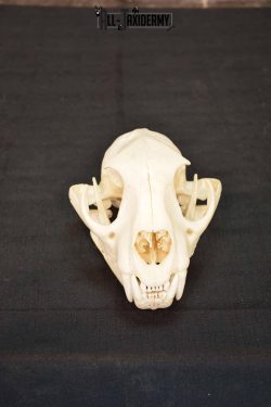 Cougar Mountain Lion skull set for sale SKU 1365 - Image 2