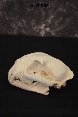 Cougar Mountain Lion skull set for sale SKU 1365 - Image 3