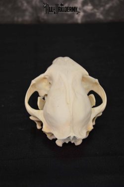 Cougar Mountain Lion skull set for sale SKU 1365 - Image 4