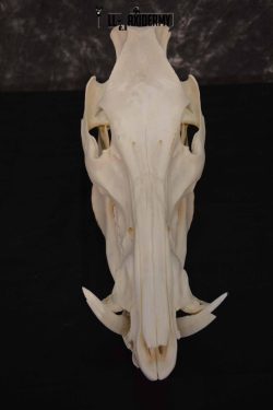 Russian Boar skull set for sale SKU 1364 - Image 2