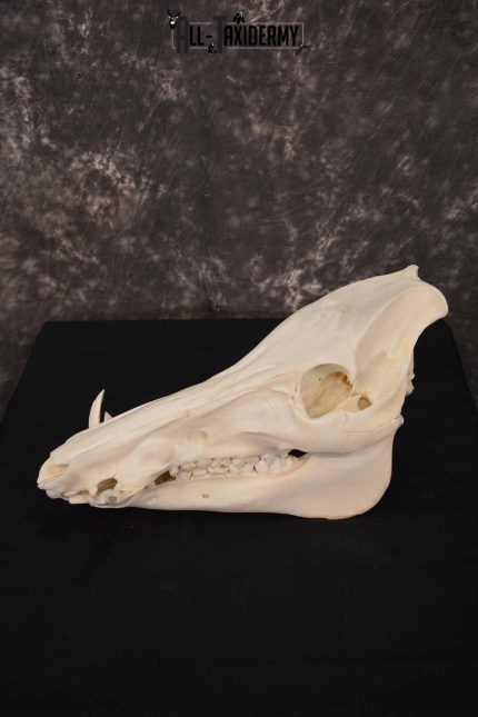 Russian Boar skull set for sale SKU 1364
