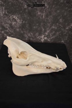 Russian Boar skull set for sale SKU 1364 - Image 3