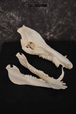 Russian Boar skull set for sale SKU 1364 - Image 4