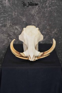 African Warthog skull set for sale SKU 1363