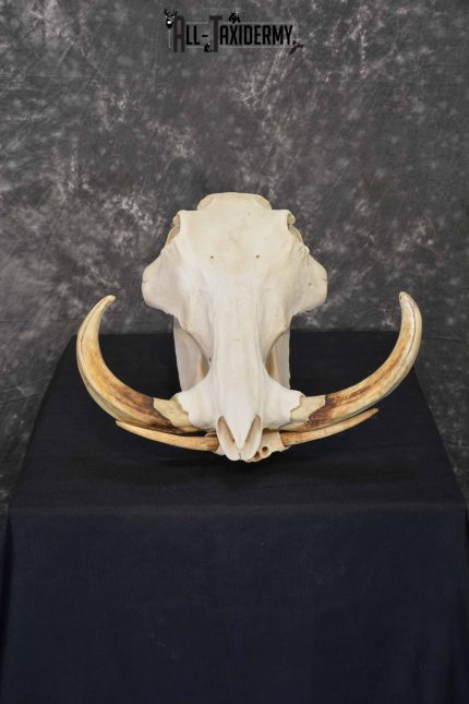 African Warthog skull set for sale SKU 1363