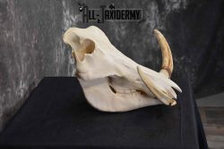 African Warthog skull set for sale SKU 1363 - Image 3