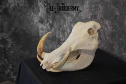 African Warthog skull set for sale SKU 1363 - Image 4