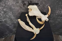 African Warthog skull set for sale SKU 1363 - Image 6