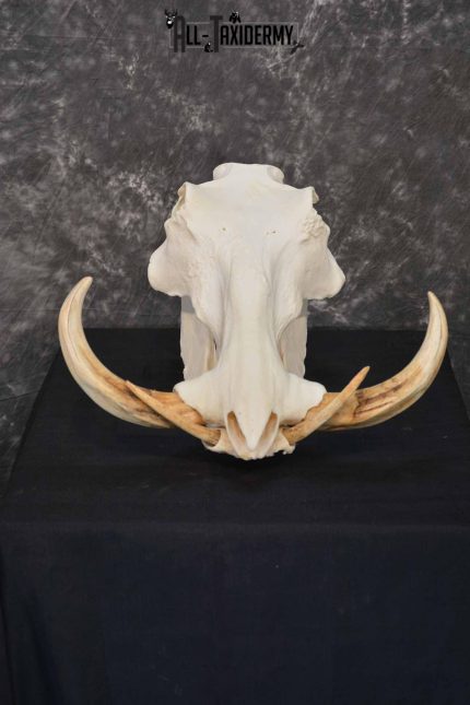 African Warthog skull set for sale SKU 1362