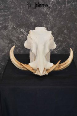 African Warthog skull set for sale SKU 1362 - Image 2