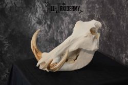 African Warthog skull set for sale SKU 1362 - Image 3