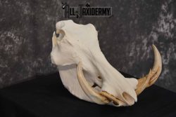 African Warthog skull set for sale SKU 1362 - Image 4