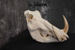African Warthog skull set for sale SKU 1362 - Image 5