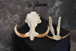 African Warthog skull set for sale SKU 1362 - Image 6