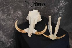 African Warthog skull set for sale SKU 1362 - Image 7