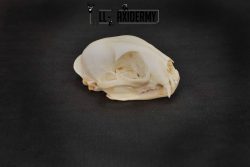 Bobcat Lynx skull set for sale SKU 1367
