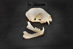 Bobcat Lynx skull set for sale SKU 1367 - Image 5