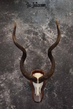 African Greater Kudu skull plaque mount for sale SKU 1381